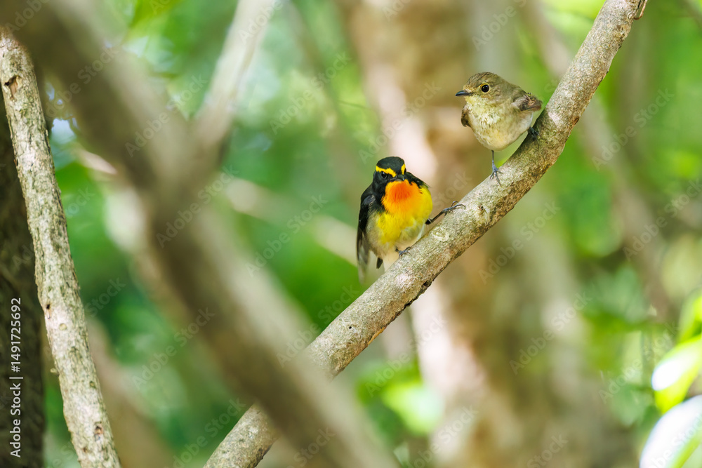 泉で水浴びをする可愛いキビタキ(ヒタキ科)のペア
英名学名:Narcissus Flycatcher (Ficedula narcissina) (family comprising the flycatchers)
秦野駅近くにある弘法山公園は、浅間山、権現山、弘法山を含む神奈川県立の自然公園。
山頂には野鳥の観察施設「バードサンクチュアリ」がある
神奈川県秦野市- 2025年
泉で水浴びをする可愛いキビタキ(ヒタキ科)のペア
英名学名:Narcissus Flycatcher (Ficedula narcissina) (family comprising the flycatchers)
秦野駅近くにある弘法山公園は、浅間山、権現山、弘法山を含む神奈川県立の自然公園。
山頂には野鳥の観察施設「バードサンクチュアリ」がある
神奈川県秦野市- 2025年