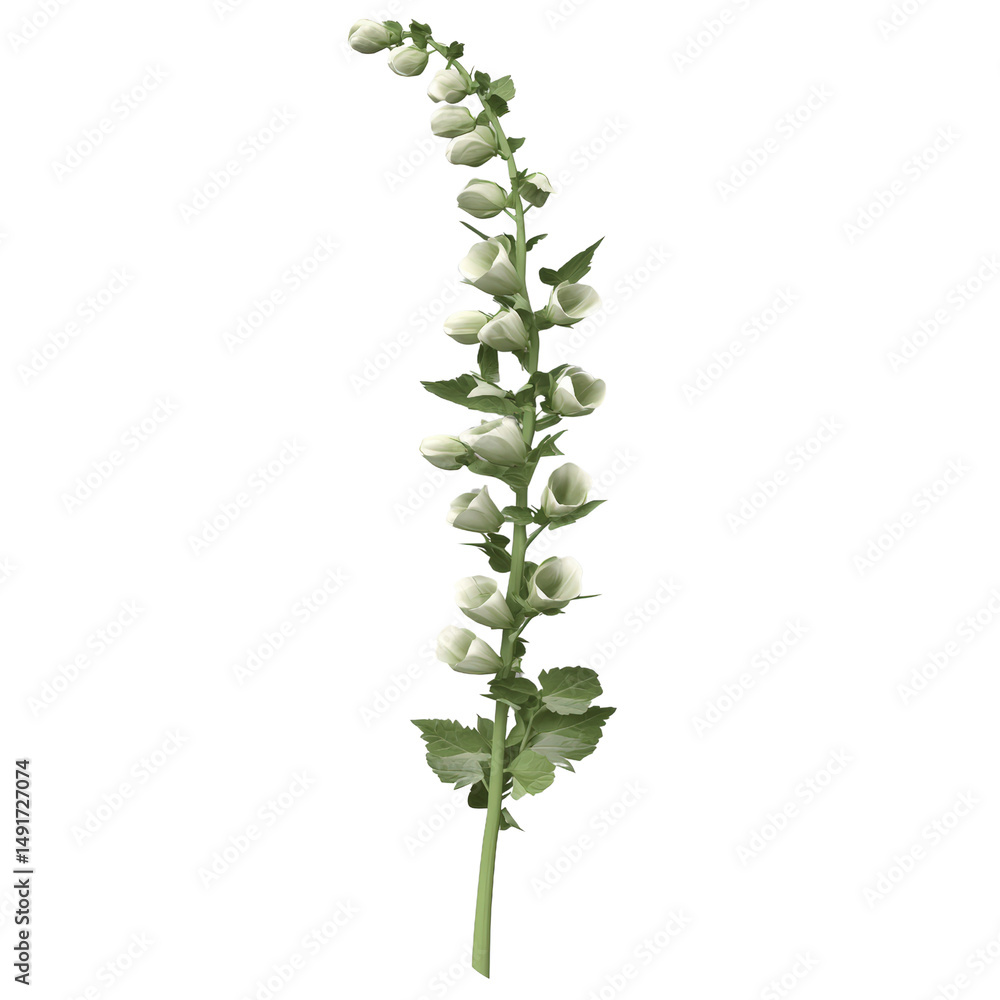 Close-up of a fresh green flowe plant with small buds and broad leaves isolated on white background, vertical orientation, detailed botanical shot Close-up of a fresh green flowe plant with small buds and broad leaves isolated on white background, vertical orientation, detailed botanical shot