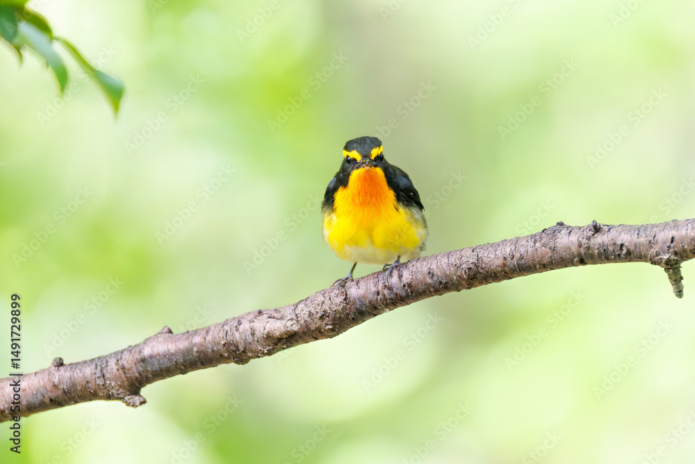 泉で水浴びをする可愛いキビタキ(ヒタキ科)のペア
英名学名:Narcissus Flycatcher (Ficedula narcissina) (family comprising the flycatchers)
秦野駅近くにある弘法山公園は、浅間山、権現山、弘法山を含む神奈川県立の自然公園。
山頂には野鳥の観察施設「バードサンクチュアリ」がある
神奈川県秦野市- 2025年
泉で水浴びをする可愛いキビタキ(ヒタキ科)のペア
英名学名:Narcissus Flycatcher (Ficedula narcissina) (family comprising the flycatchers)
秦野駅近くにある弘法山公園は、浅間山、権現山、弘法山を含む神奈川県立の自然公園。
山頂には野鳥の観察施設「バードサンクチュアリ」がある
神奈川県秦野市- 2025年