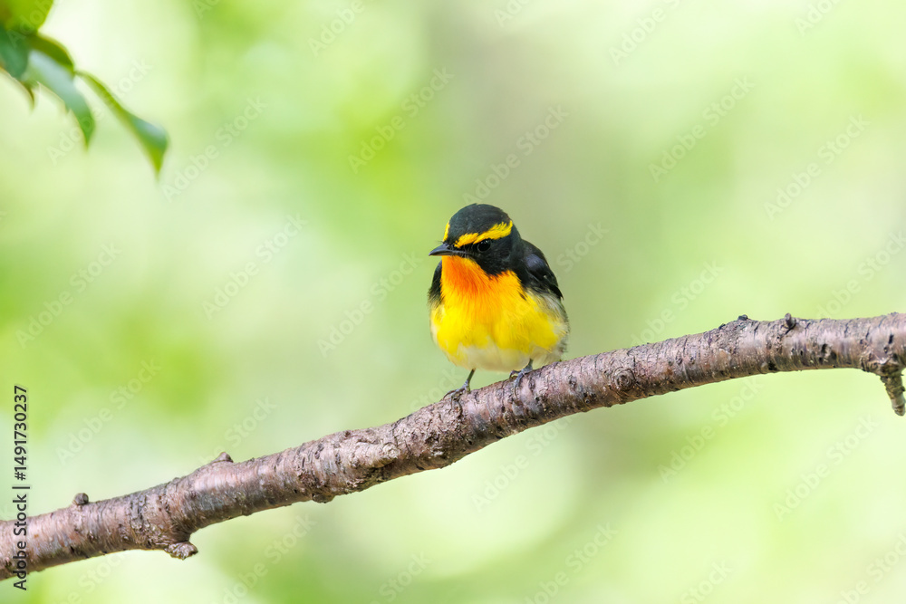 Naklejka premium 泉で水浴びをする可愛いキビタキ（ヒタキ科）のペア 英名学名：Narcissus Flycatcher (Ficedula narcissina) (family comprising the flycatchers) 秦野駅近くにある弘法山公園は、浅間山、権現山、弘法山を含む神奈川県立の自然公園。 山頂には野鳥の観察施設「バードサンクチュアリ」がある 神奈川県秦野市- 2025年 