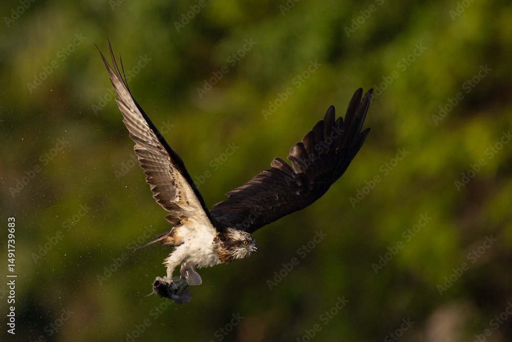 Obraz premium The beautiful flight characteristics of Osprey in Thailand.