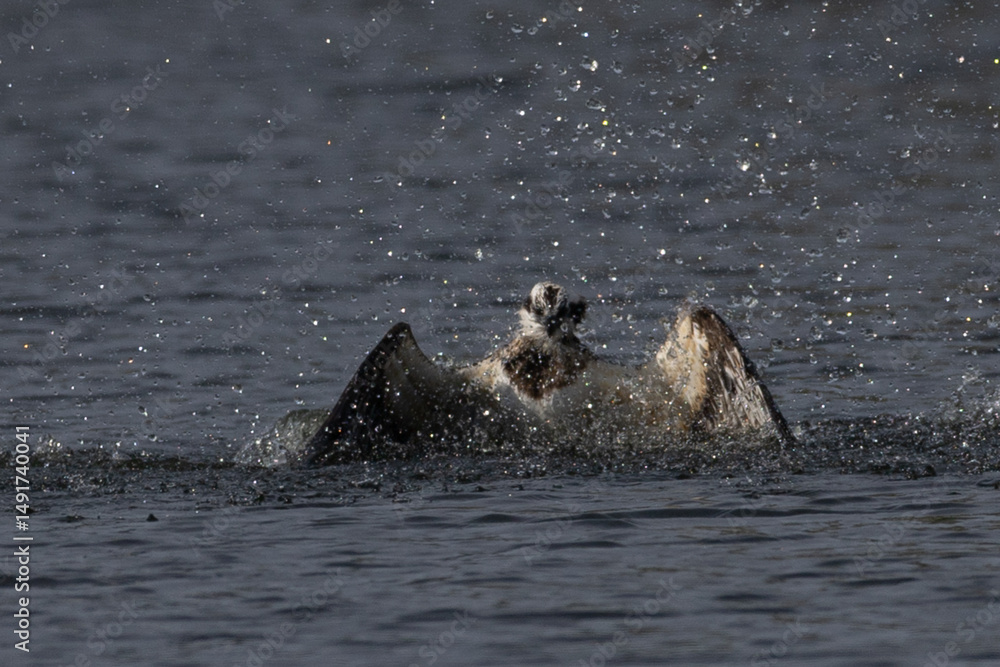 Fototapeta premium The beautiful flight characteristics of Osprey in Thailand.