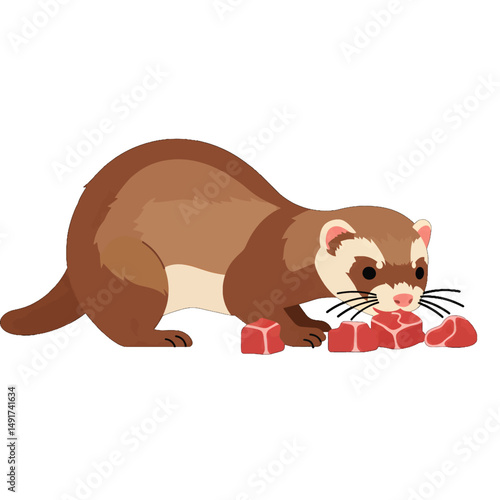 Brown Ferret Eating Red Meat