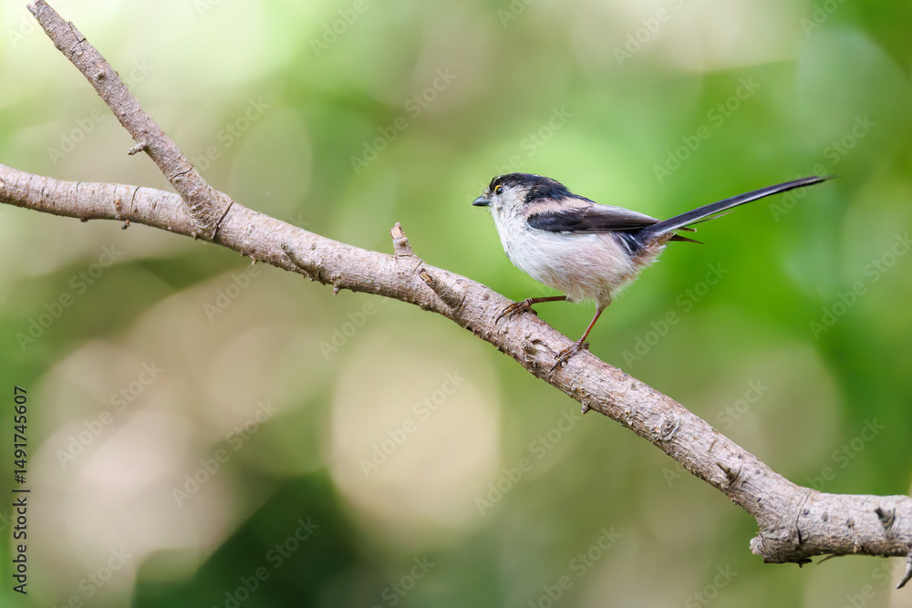 Naklejka premium もふもふで可愛いエナガ（エナガ科） 英名学名：long tailed tit (Aegithalos caudatus) 秦野駅近くにある弘法山公園は、浅間山、権現山、弘法山を含む神奈川県立の自然公園。 山頂には野鳥の観察施設「バードサンクチュアリ」がある 神奈川県秦野市- 2025年 