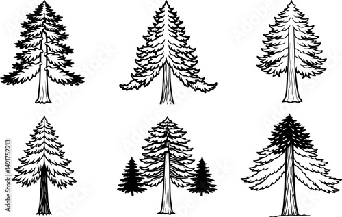 Set of redwood tree outline vector and illustration, coloring book page