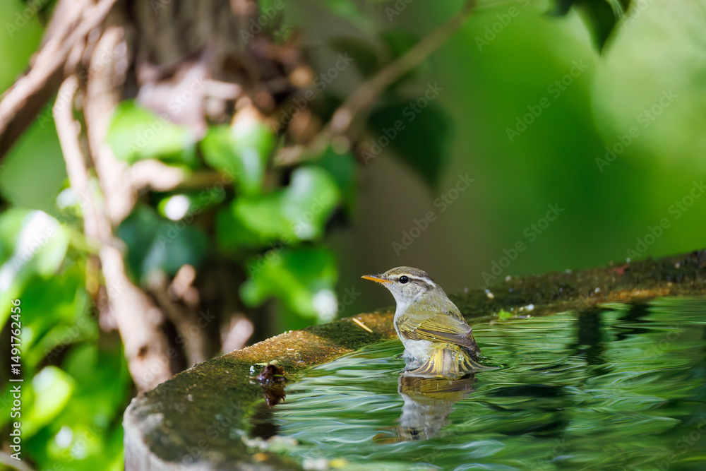 Naklejka premium さえずる可愛いエゾムシクイ（メボソムシクイ科） 英名学名：Sakhalin Leaf Warbler, Phylloscopus borealoides 秦野駅近くにある弘法山公園は、浅間山、権現山、弘法山を含む神奈川県立の自然公園。 山頂には野鳥の観察施設「バードサンクチュアリ」がある 神奈川県秦野市- 2025年 