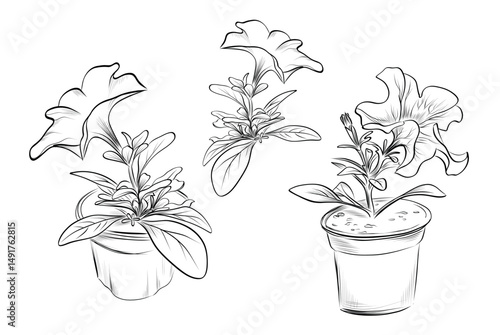 Three potted blooming petunia plants drawing vector