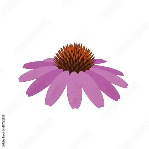 Detailed Purple Coneflower Illustration
