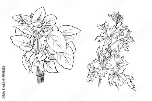 Basil and parsley herb bunch composition vector