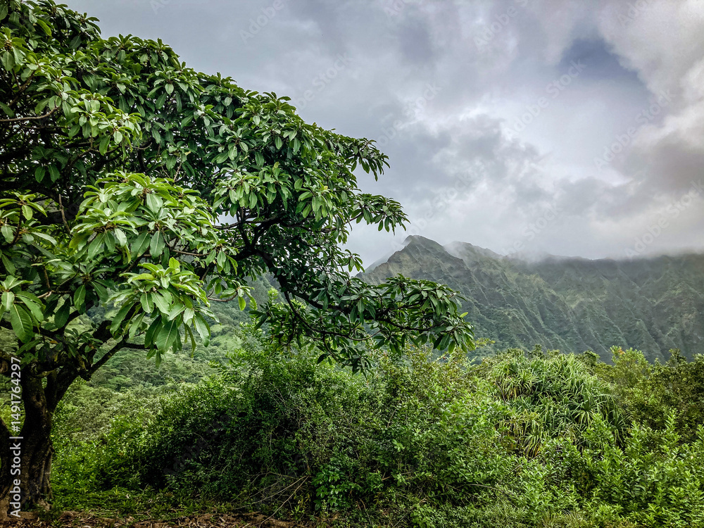 Obraz premium tree in the mountains landscape