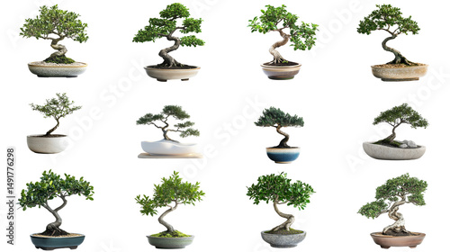 Bonsai Collection