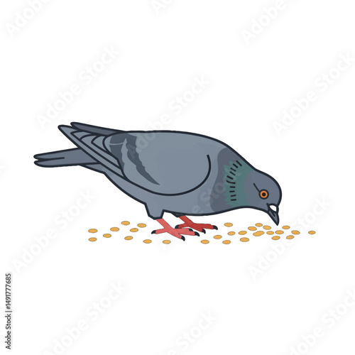 Grey Pigeon Feeding On Grains