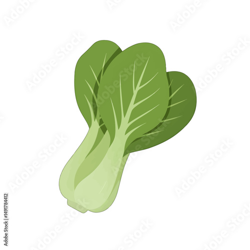 Fresh Bok Choy Illustration