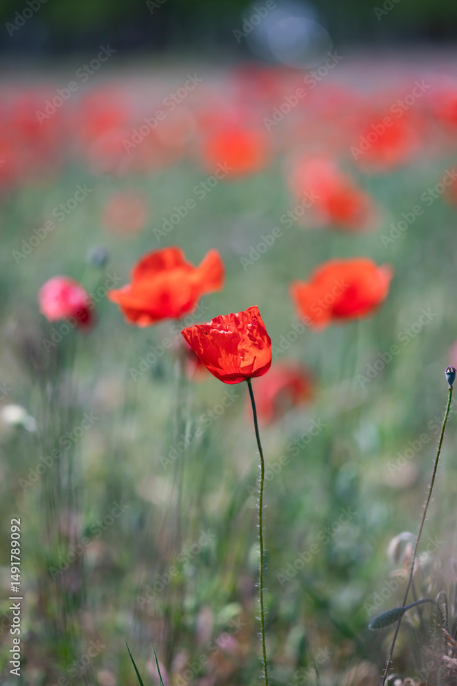 Fototapeta premium Poppie field in sunny day