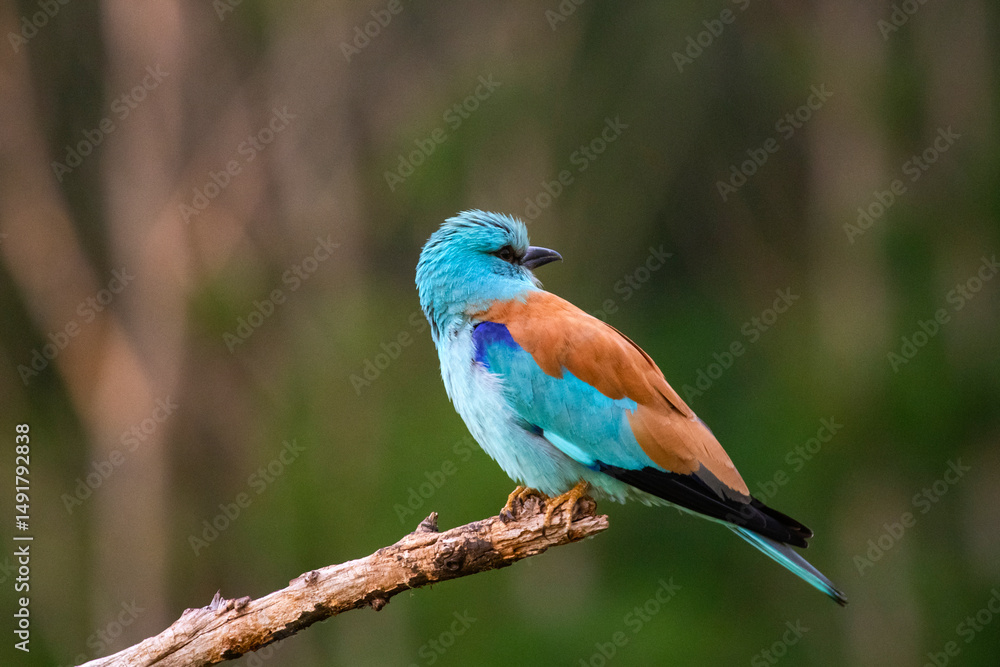 Fototapeta premium European roller (Coracias garrulus) bird.
