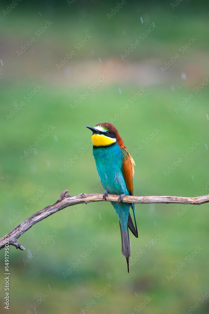 Obraz premium European bee eater, Merops apiaster. Common bee-eater. Close-up