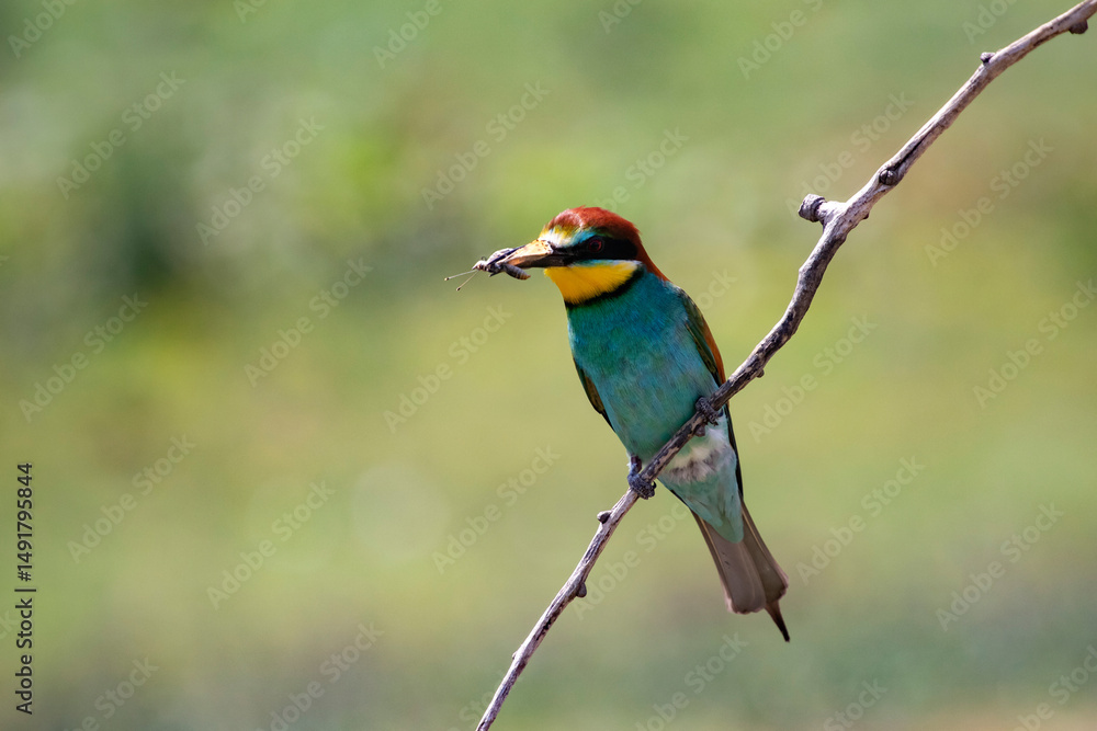 Obraz premium European bee eater, Merops apiaster. Common bee-eater. Close-up