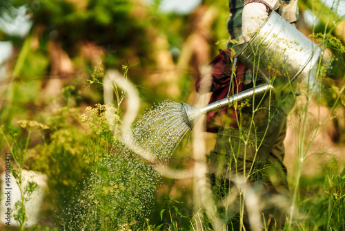 A vegetable gardener is using a watering can to water vegetables growing in the garden in the evening.