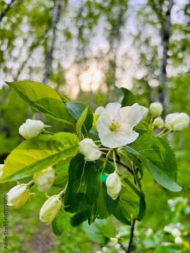 Blossoming apple tree flowers in the sun