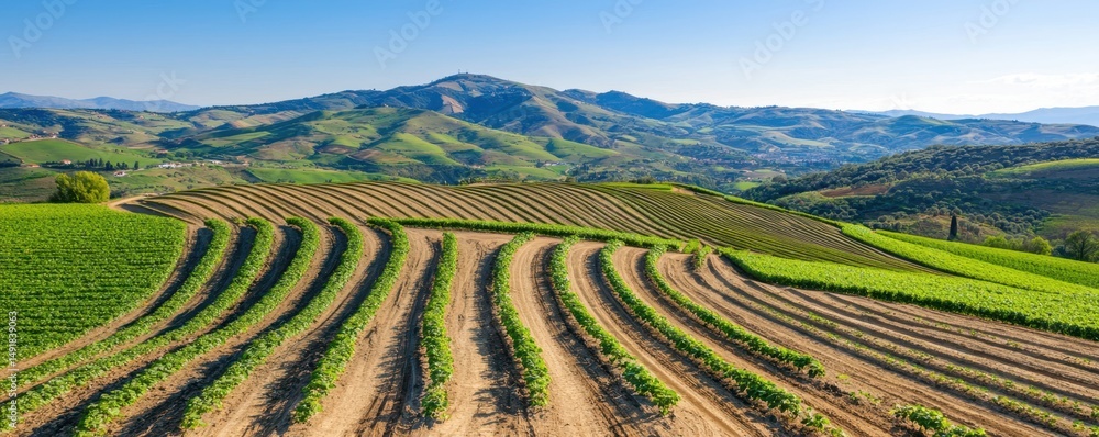 Fototapeta premium Rolling green hills with neatly planted crop rows under a clear blue sky and distant mountains.