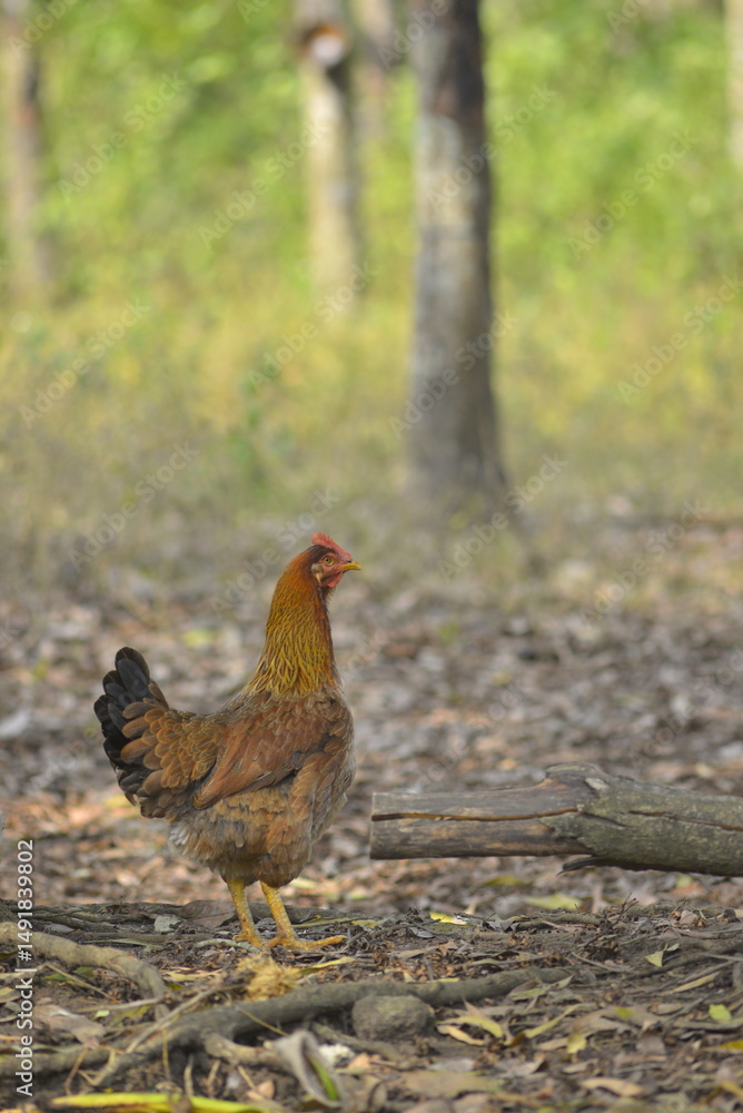 Fototapeta premium hen on the farm