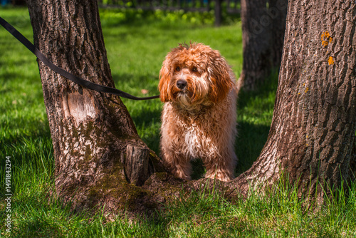 Wallpaper Mural Curly brown dog of breed Labradoodle or Cavapoo in summer on a walk. Torontodigital.ca