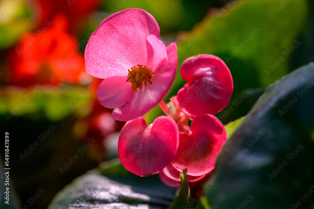 Obraz premium Close-up pink Begonia flower blooming in the garden. Family Begoniaceae.