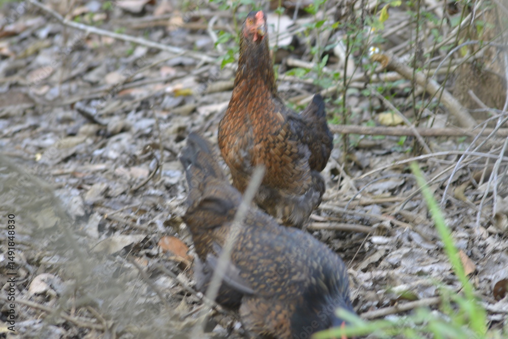 Fototapeta premium pheasant on the ground