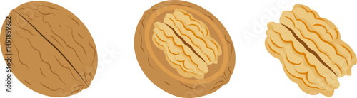 Walnut, Edible nut Vector Illustration