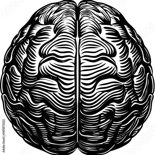 Detailed brain illustration silhouette vector illustration