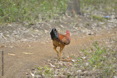 rooster in the grass