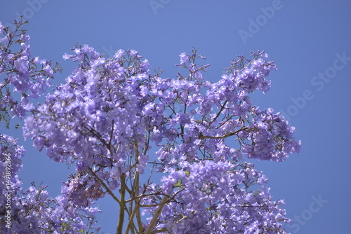 lilac flowers on blue sky background