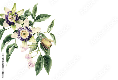 A botanical watercolour illustration of Passiflora or passion flower. For wedding, invitation, cards scrapbooking, posters planners, web, landing page, wallpaper.