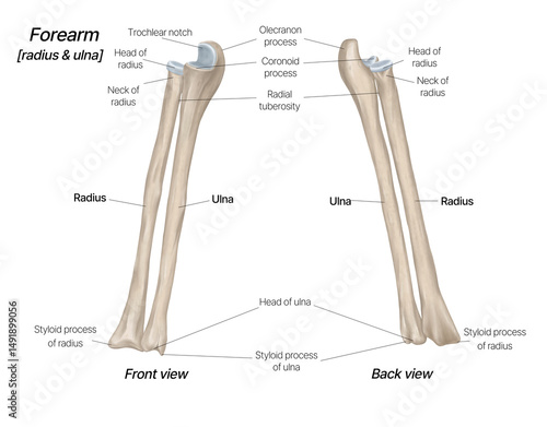 Forearm Anatomy Radius and Ulna Bone Structure