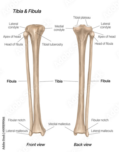 Anatomical Illustration of Tibia and Fibula Bones - Front and Back View