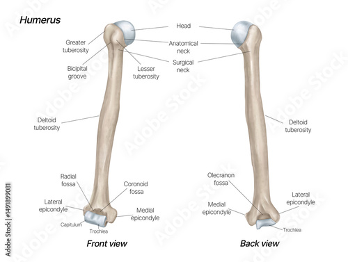 Anatomical Illustration of the Humerus Bone