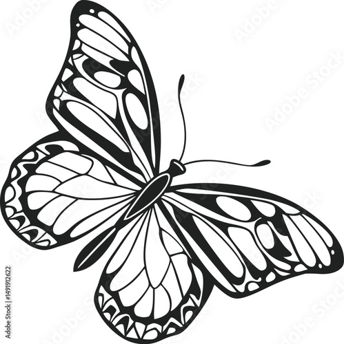 butterfly vector illustration