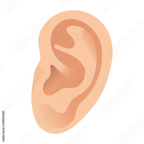Human Auricle. Detailed Vector Illustration Showcasing the Structure and Features of the Human Auricle for Educational Purposes