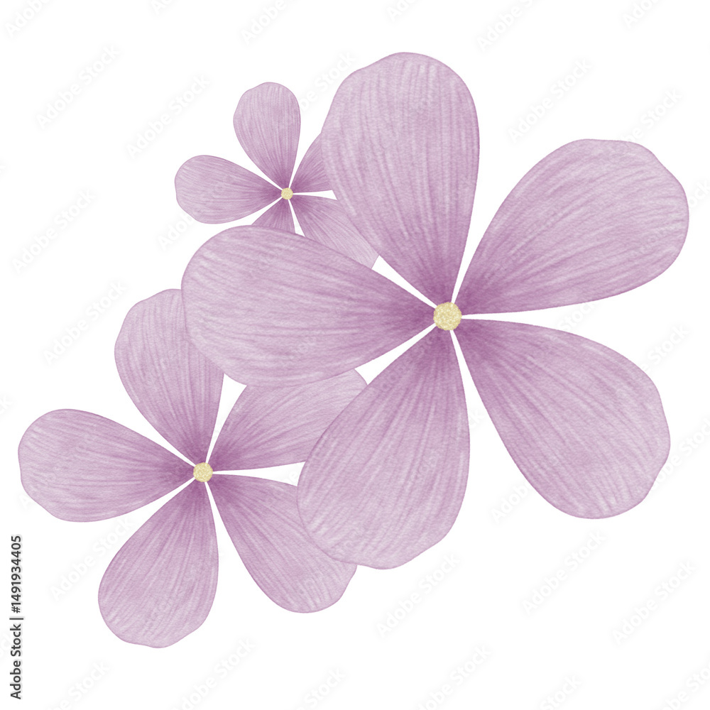 Fototapeta premium Flowers isolated on white