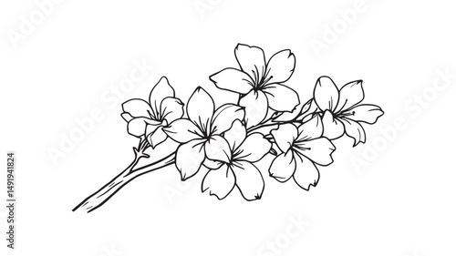 branch of frangipani flowers line art elegance