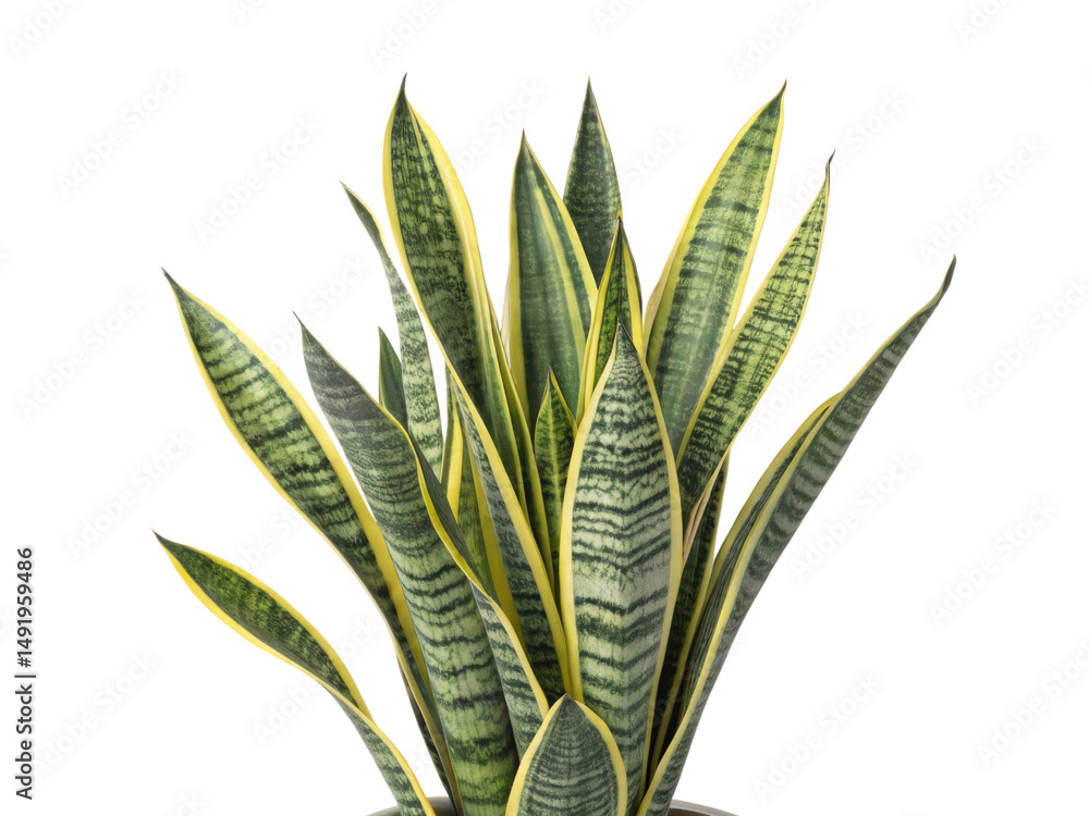 Fototapeta premium Sansevieria trifasciata zeylanica is stunning houseplant known for its striking leaves and easy care, perfect for any indoor space