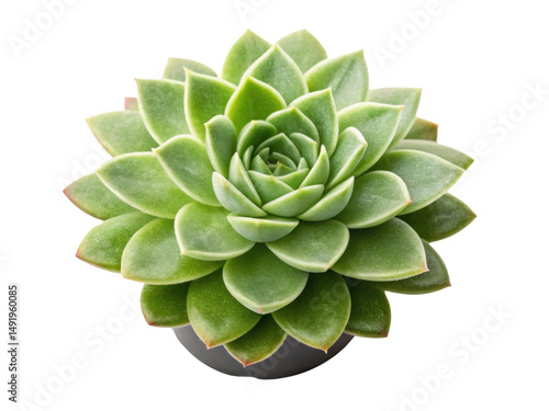 Beautiful sedum burrito houseplant showcases lush green leaves in stunning rosette formation, perfect for any indoor space