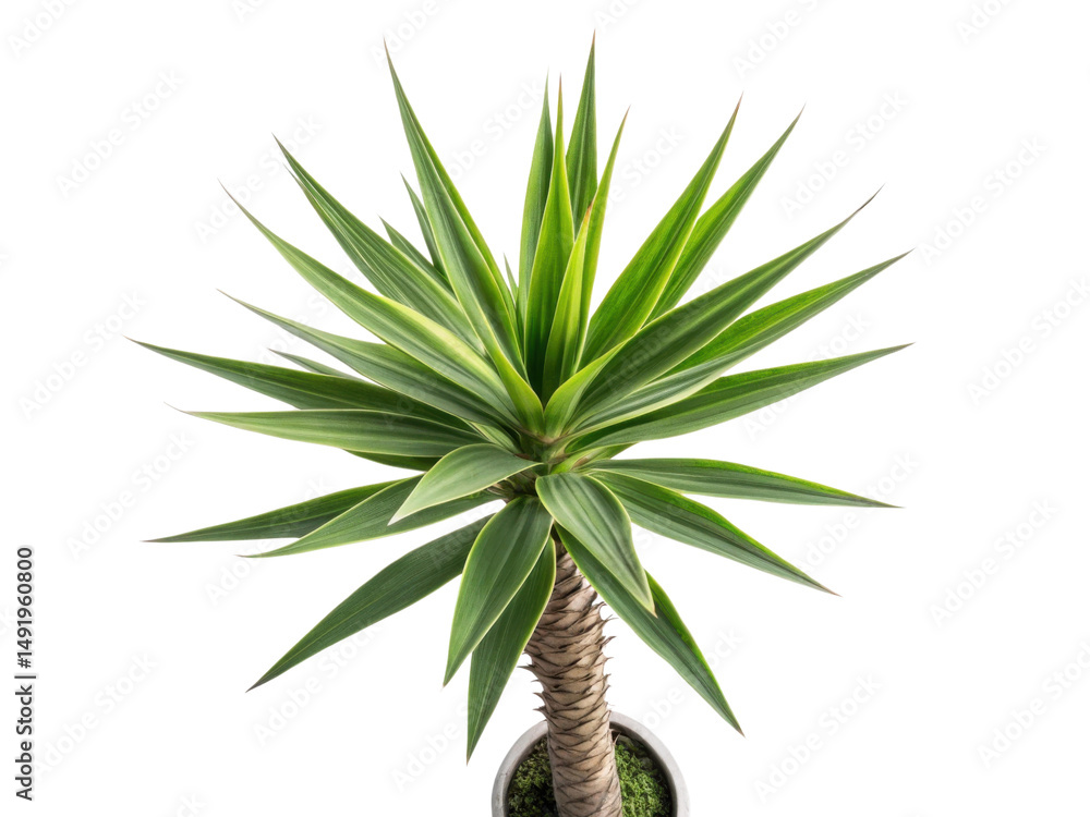 Fototapeta premium Yucca elephantipes is stunning houseplant known for its striking foliage and unique shape, perfect for enhancing any indoor space