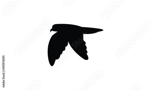 Flying Ainley's storm petrel bird Silhouette Design  And Vector Illustration. 