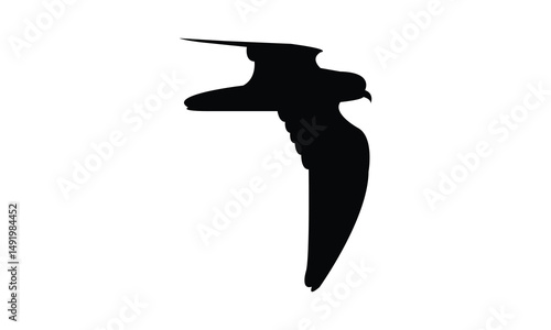 Flying Ainley's storm petrel bird Silhouette Design  And Vector Illustration. 