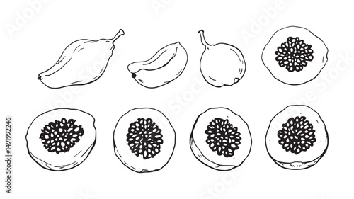 whole and half of ripe papaya line art sketch