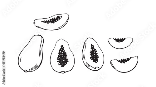 whole and half of ripe papaya line art sketch