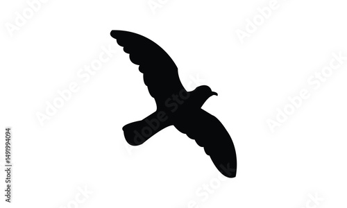 Flying Ainley's storm petrel bird Silhouette Design  And Vector Illustration. 
