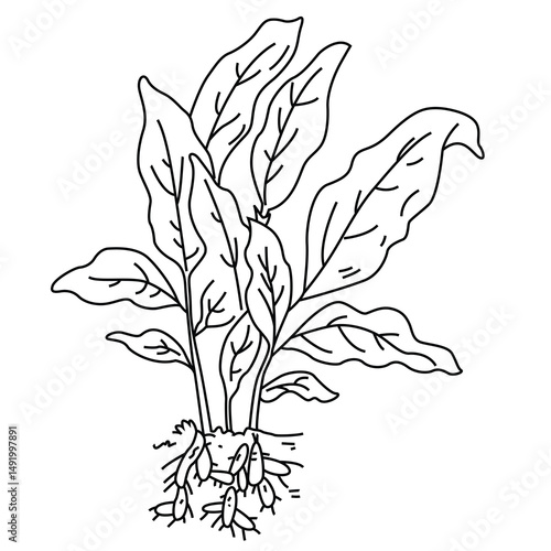 Cute cartoon hand drawn vector turmeric plant outline.