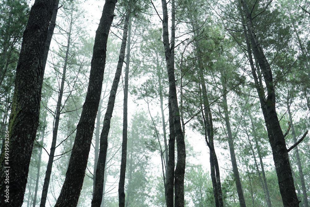 Fototapeta premium Tall Pine Trees In A Misty Forest On A Rainy Day